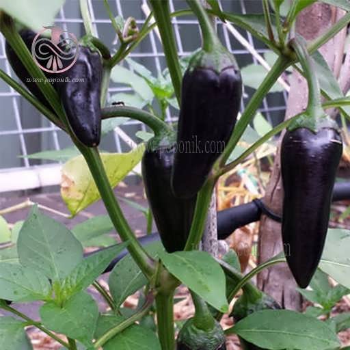 گیاه فلفل بیکیونهو سیاه