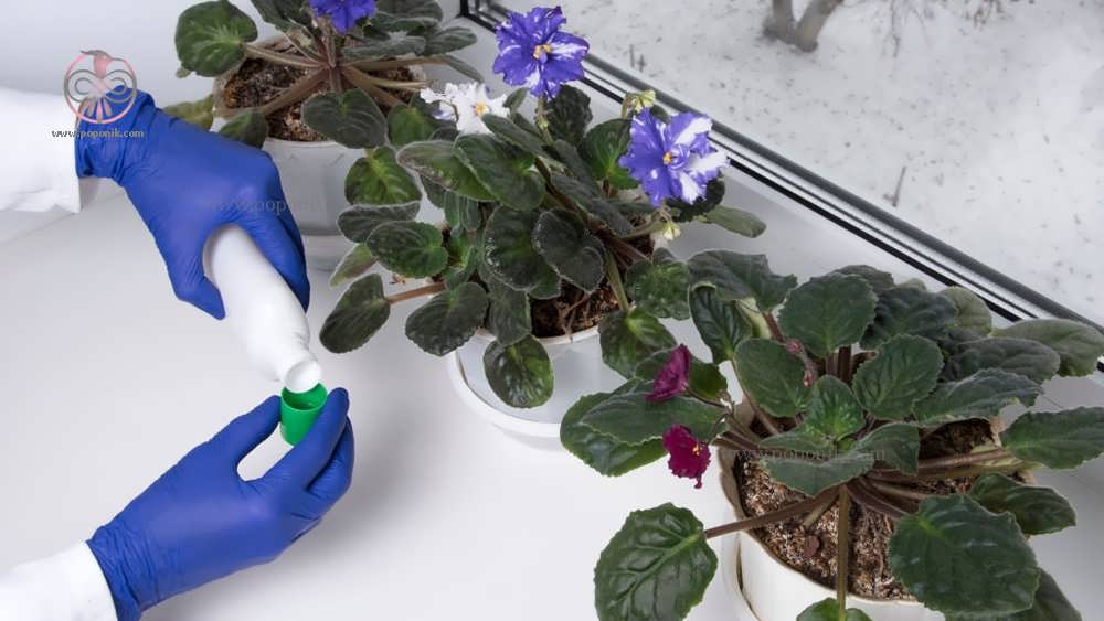 مراقبت از گیاهان بوسیله کود دادن در گلدان با دستان خانم