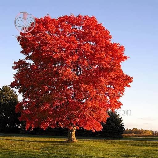 درخت افرا سرخ کارولینا ارگانیک