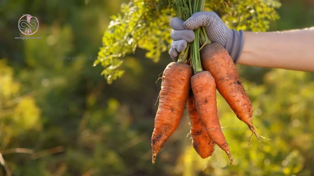 هویج در دست