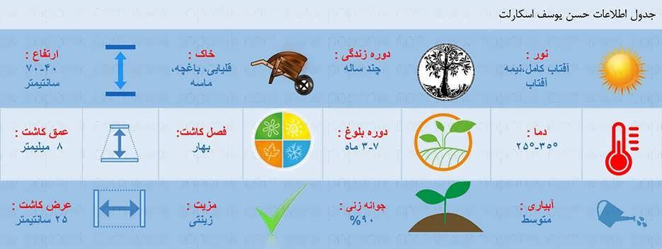 جدول اطلاعات کاشت بذر حسن یوسف اسکارلت