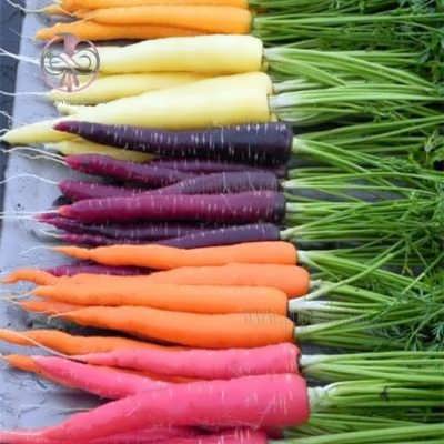 هویج رنگی میکس برداشت شده