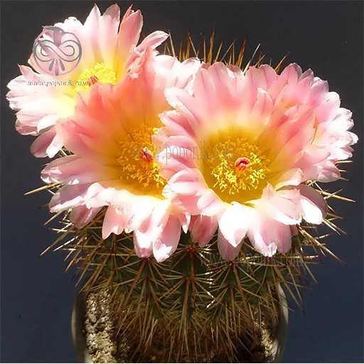 کاکتوس نوتو رسولوتوس همراه سه گل