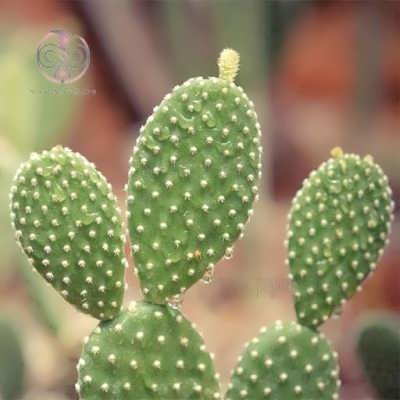 کاکتوس اپونتیا میکروداسیس کاکتوس اپونتیا میکروداسیس