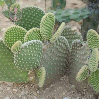 بذر کاکتوس اپونتیا میکروداسیس بذر کاکتوس اپونتیا میکروداسیس