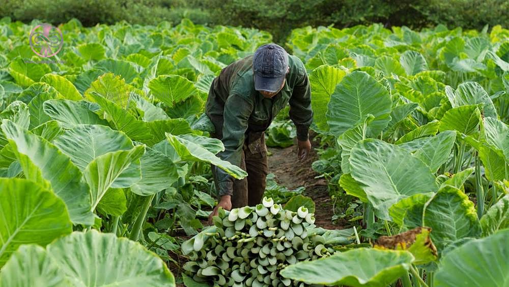 کشاورز در حال برداشت محصول با دست