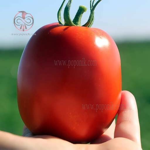 بذر گوجه فرنگی کایلا 6699 سانمیک