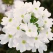 گل شاهپسند سفید