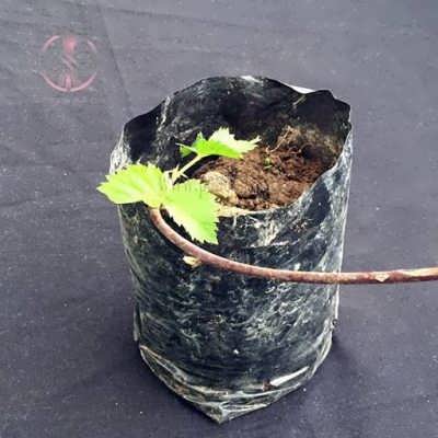 نهال تمشک بی تیغ نهال تمشک بی تیغ