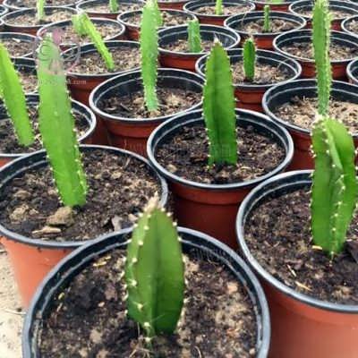 نهال دراگون فروت نهال دراگون فروت