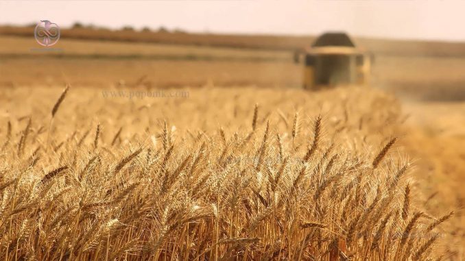 معرفی تولید بذر انواع گندم