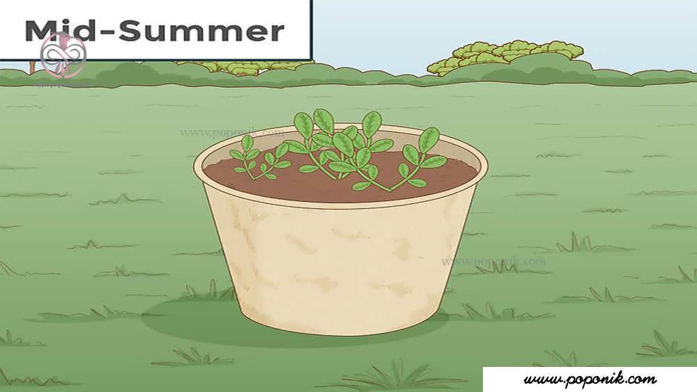 هدف نشاء کردن گیاهچه­ های در اواسط تابستان