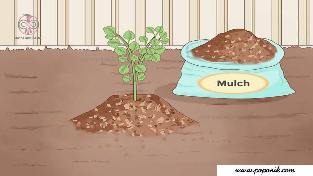 یک لایه مالچ را روی خاک پخش کنید