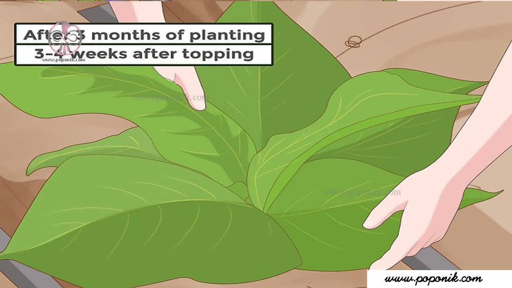 جدا کردن گیاهان توتون چسبیده به برگ