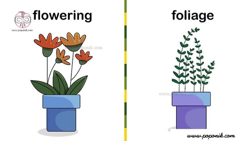 انتخاب بین گیاهان گل دهنده و گیاهان دارای رشد رویشی
