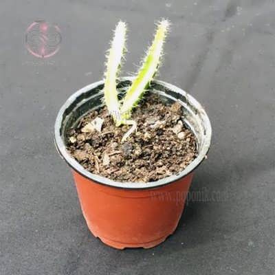 دراگون فروت بذری دراگون فروت بذری