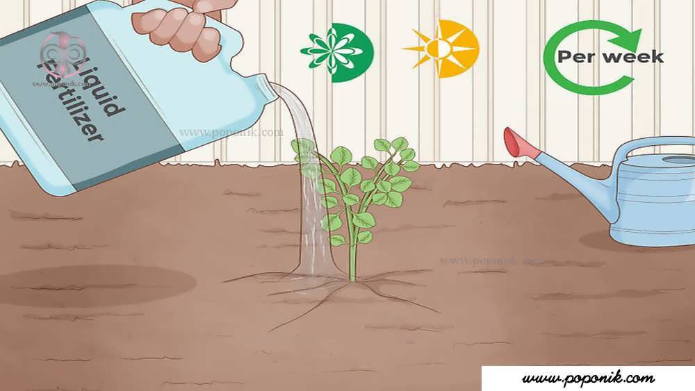 در طول فصل رشد گیاه را به صورت مرتب کود دهید