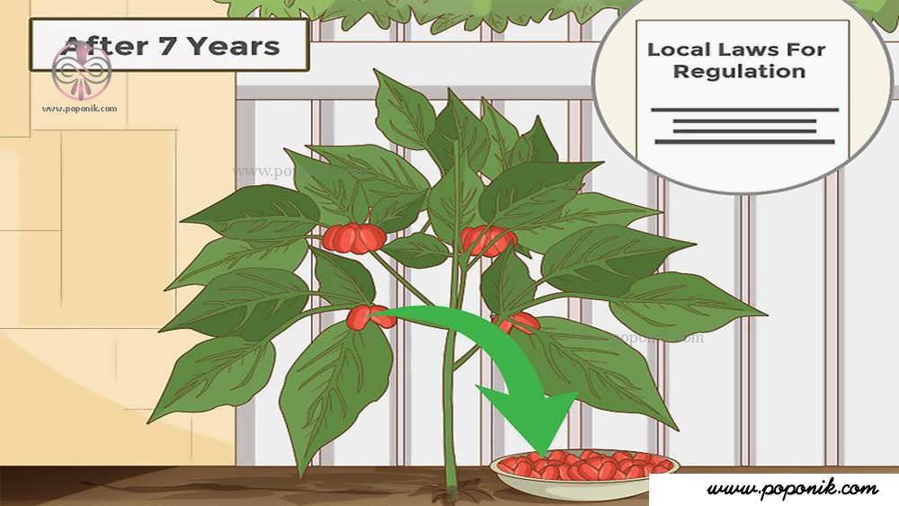 گیاهان بالغ در هر نقطه از سال هفتم برداشت می­شود