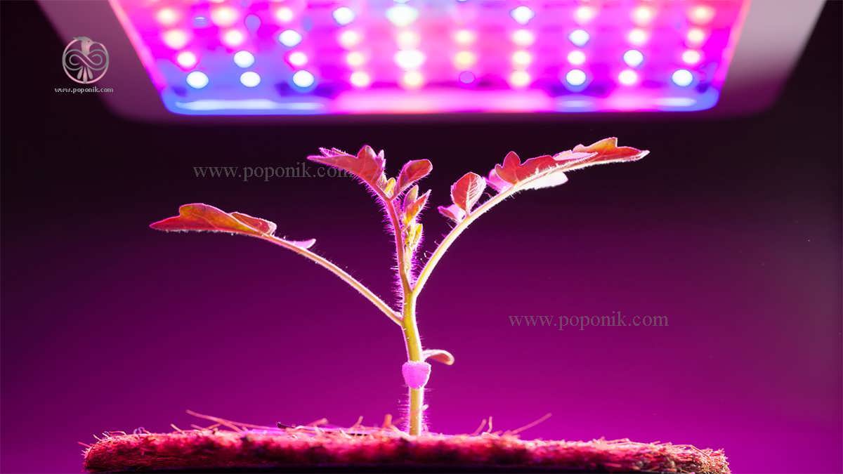 چگونگی رشد گیاه با نور LED