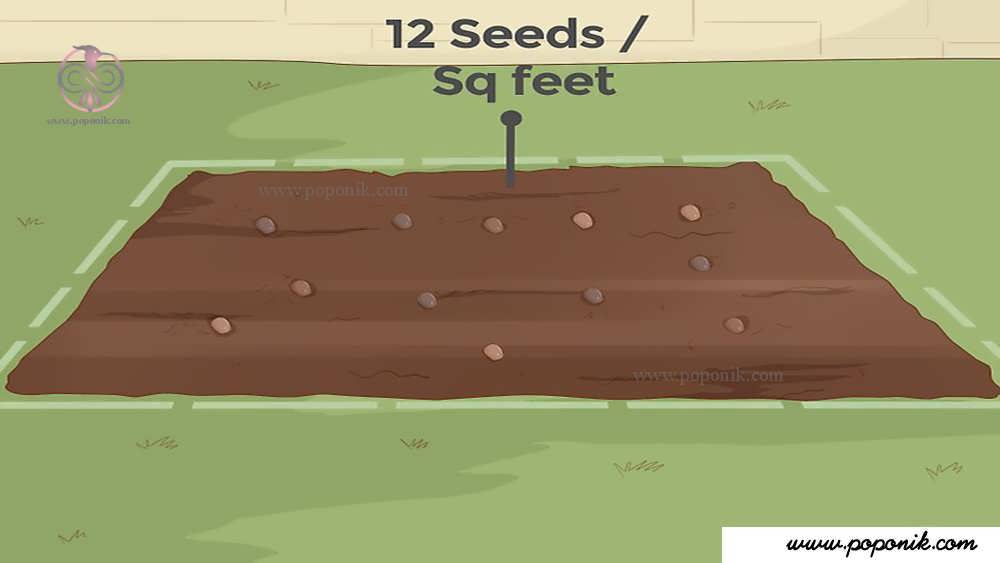تعداد زیادی از بذرها به سرعت در سطح خاک پخش کنید