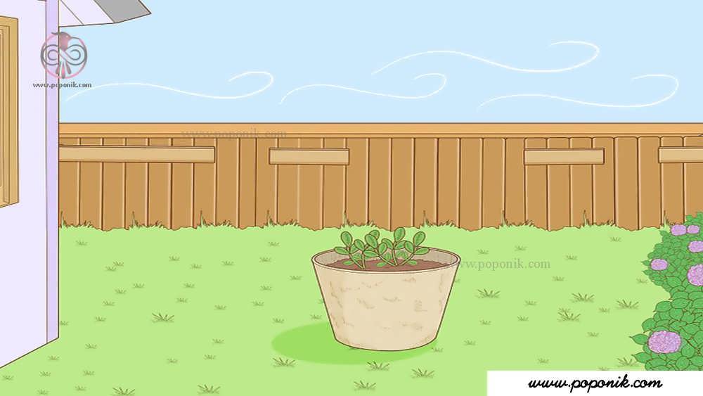 از گیاه در برابر بادهای شدید محافظت کنید