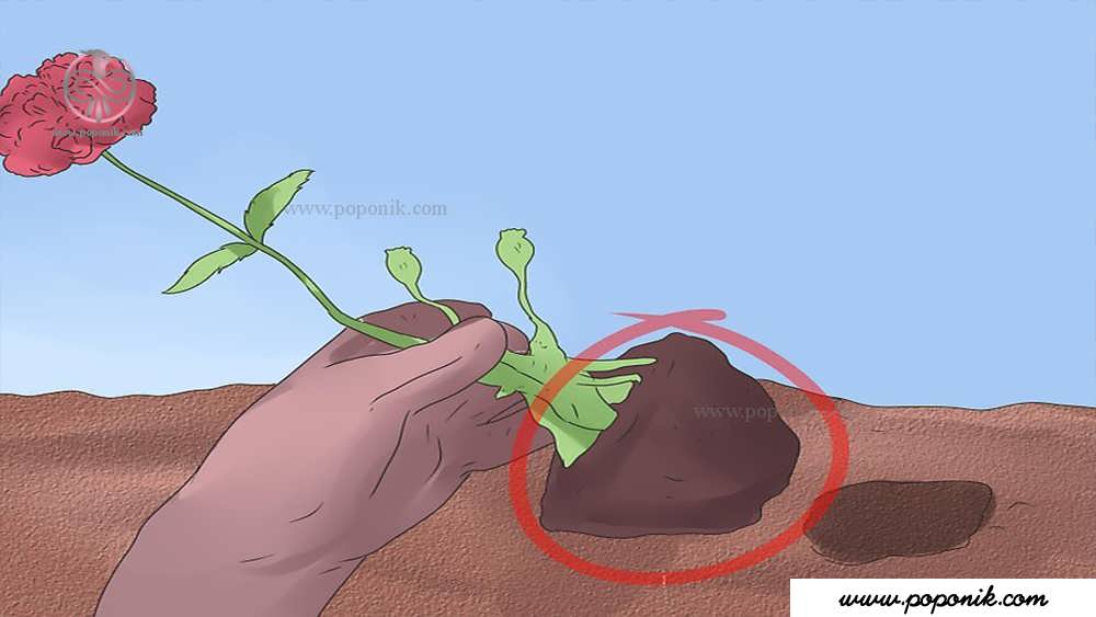 لایه خاک در اطراف گیاه خشخاش را با دقت بردارید