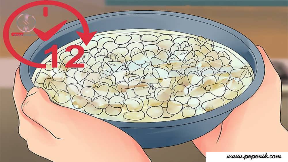 دانه ­های ذرت را در آب گرم به مدت 12 ساعت خیس کنید