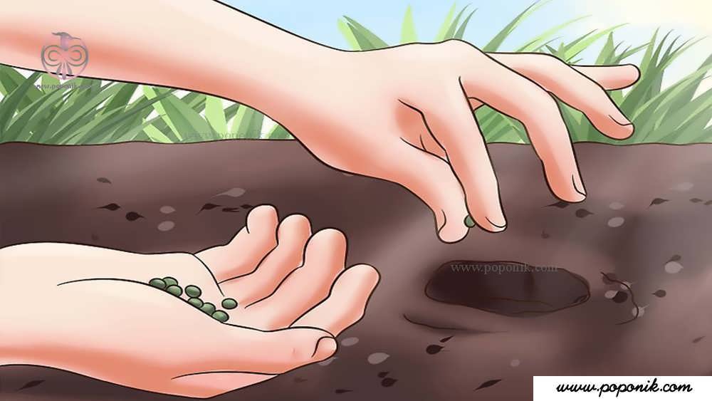 پخش کردن بذرها یا کاشت گیاهچه­ ها