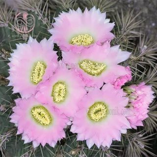 گلهای کاکتوس آکانتو کالیسیوم