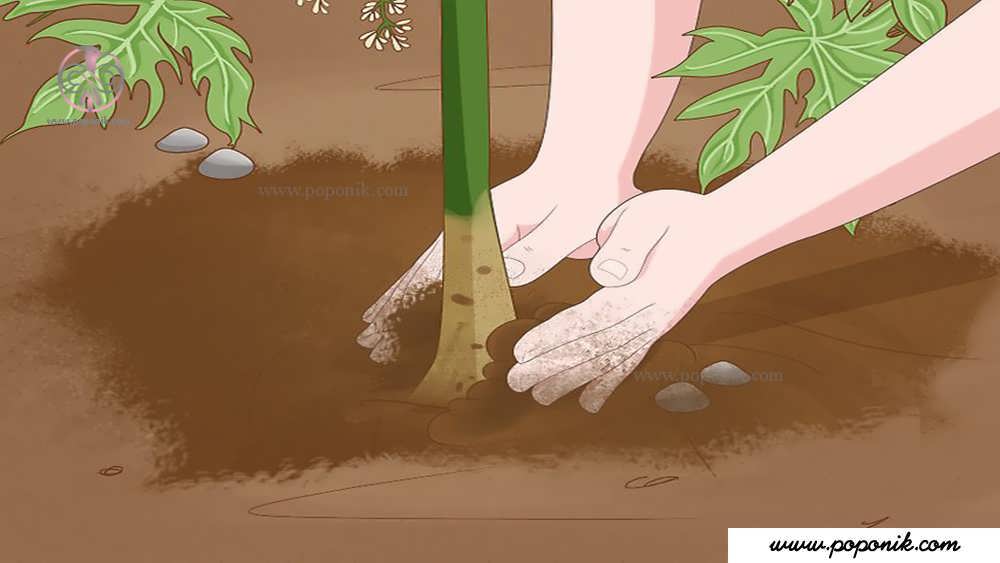 نهال درخت پاپایا را بکارید