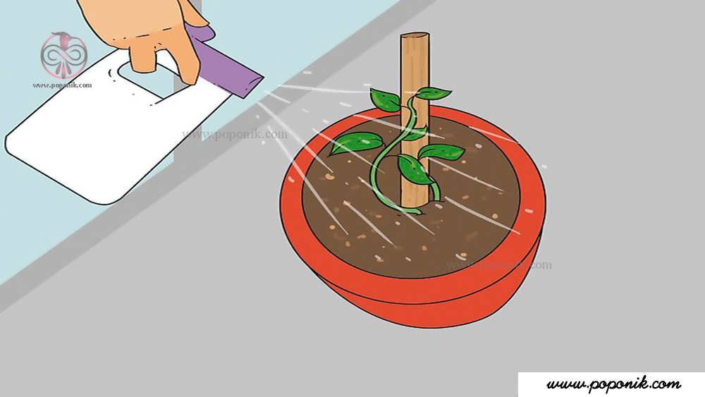 اجازه دهید که خاک گیاه خشک شود تا بعد آبیاری کنید