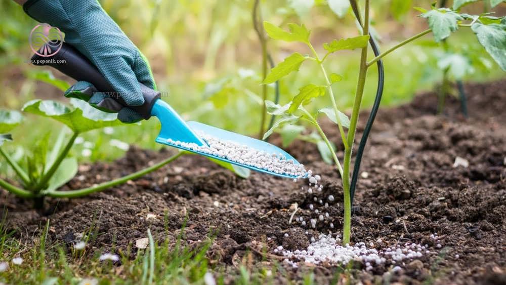 باغبان در حل کود دادن به گیاه جوان گوجه فرنگی