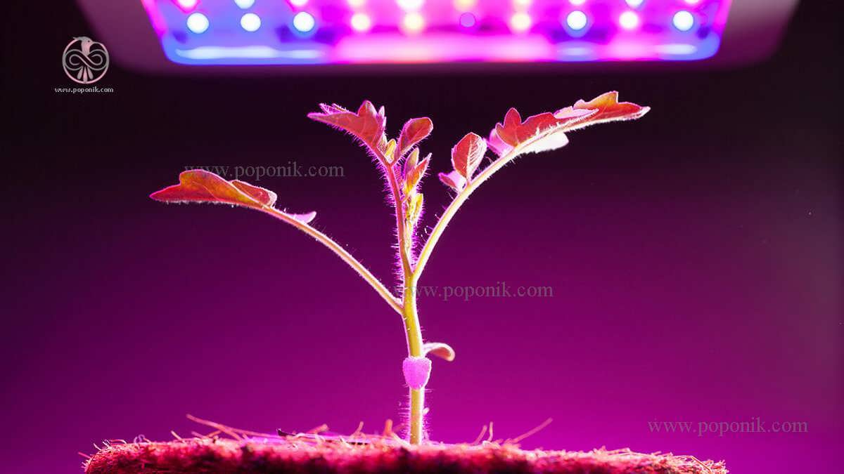 چگونگی رشد گیاهان با لامپ های رشد