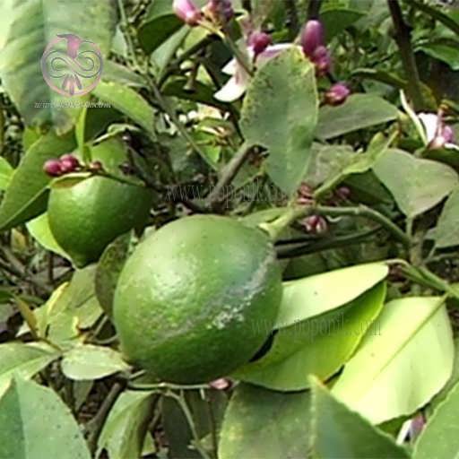 لیمو ترش شیرازی روی درخت
