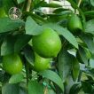 درخت لیمو ترش شیرازی