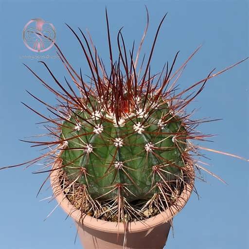 بذر کاکتوس ملو تیغ قرمز در گلدان
