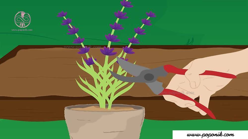 گیاه اسطوخودوس را هرس کنید