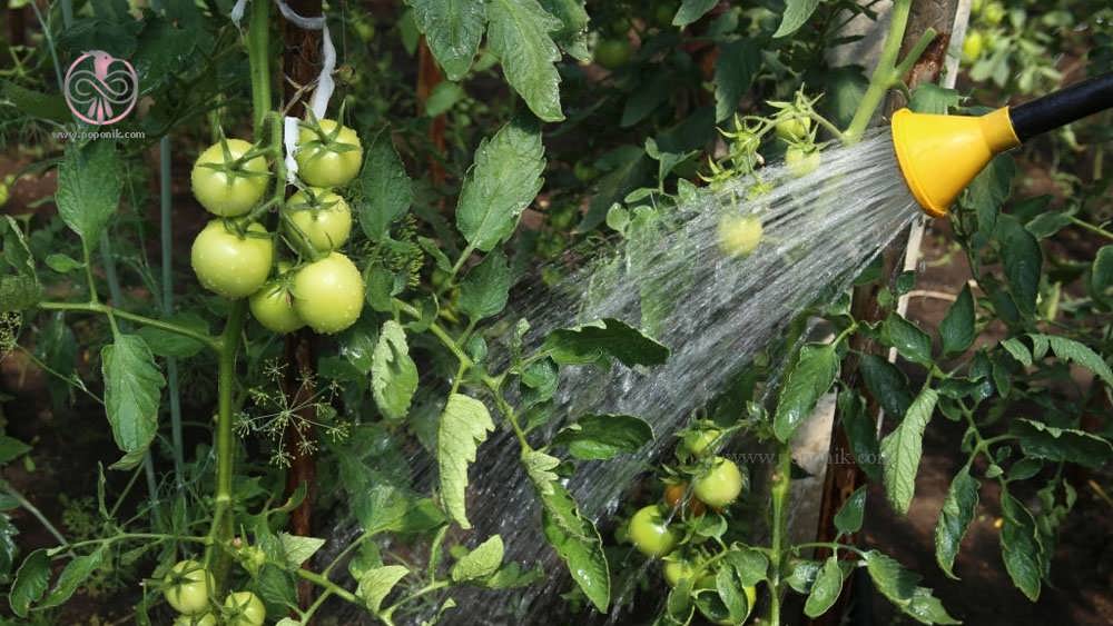آبیاری گیاه گوجه فرنگی با آبپاش در گلخانه