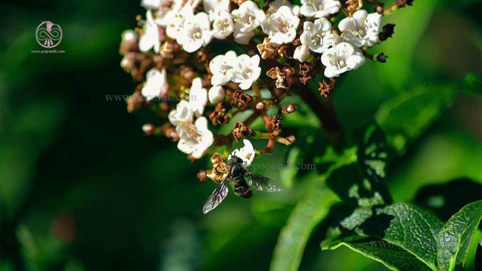 ده گل فوق العاده برای زنبور عسل