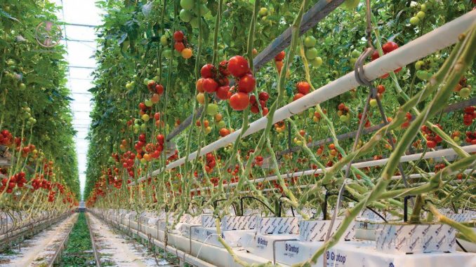 تولید گوجه فرنگی گلخانه ای