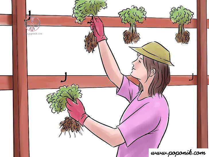 خشک کردن گیاه