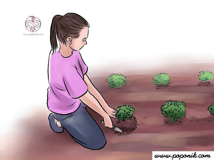 خاک را پس از چند هفته نرم کنید