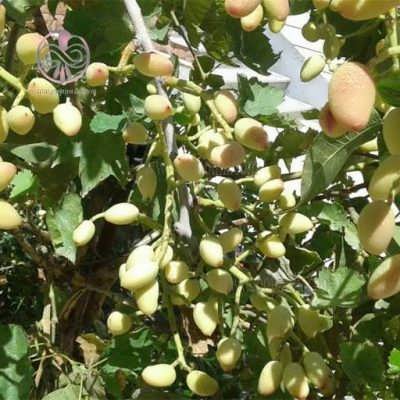 درخت پسته اکبری درخت پسته اکبری