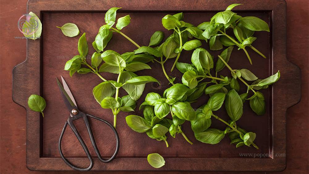 درمان نفخ با سبزی های معطر