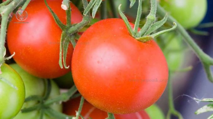 تکثیر گوجه فرنگی به روش قلمه زدن