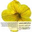 بذر گل اطلسی لیمویی