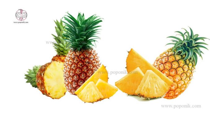 انواع آناناس