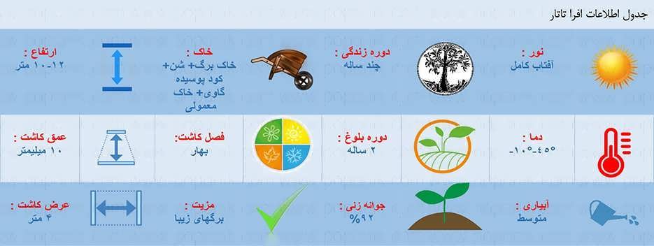 جدول اطلاعات کاشت بذر افرا تاتار