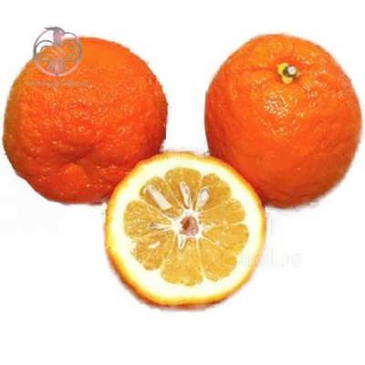 نهال نارنج چینی نهال نارنج چینی