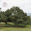درخت رامبوتان